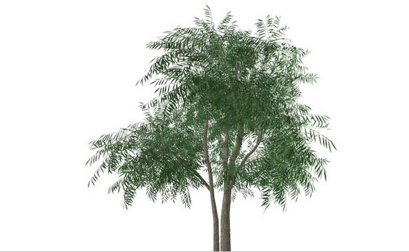 hdr images for sketchup warehouse trees